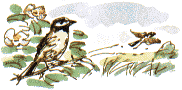 reed buntings