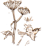 warbler and hogweed