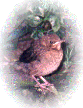 blackbird chick