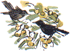 blackbirds feeding on crab apples