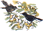 blackbirds in the crab apple