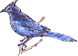 Stellar's jay