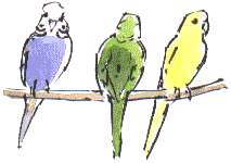 budgerigars