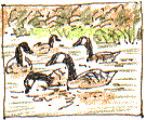 Canada Geese