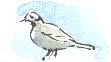 collared dove