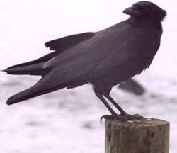 crow