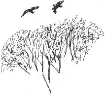 crows