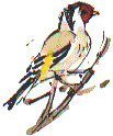 goldfinch