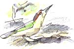 green woodpecker