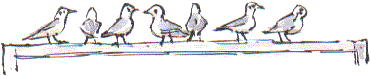 black-headed gulls