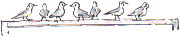 gulls