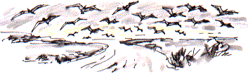 black-headed gulls