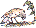 kestrel with prey