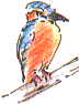 kingfisher