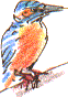 kingfisher