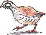 red-legged partridge