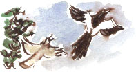 thrush and magpie