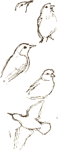 chaffinch, robin, starling