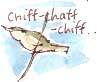 chiff-chaff