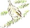 goldcrest