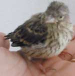 fledgling