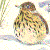 song thrush