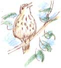 song thrush