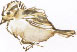 juvenile sparrow
