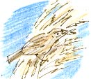 sparrow on pampas grass