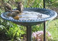 bird bath