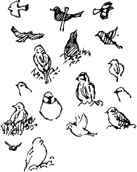 sparrows