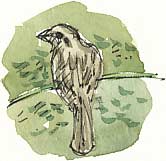 sparrow