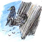 starling's nest