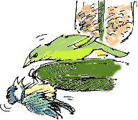 blue tit v. greenfinch