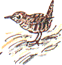 wren