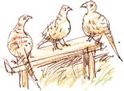 three pheasants
