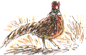 cock pheasant