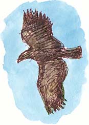 buzzard