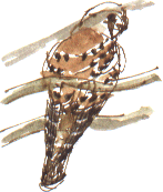 kestrel