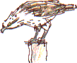 juvenile osprey