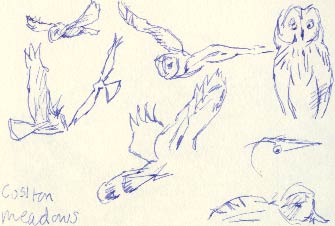 short-eared owl and hen harrier