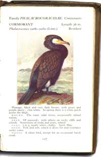 cormorant