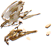 sparrowhawk and prey