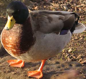 mallard