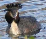 male grebe