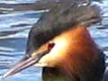 male grebe