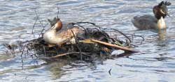 grebes at the nest