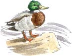 mallard