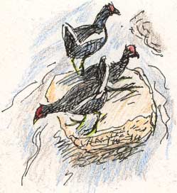 moorhens