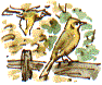 Yellowhammers